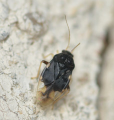 Pycnoderes quadrimaculatus