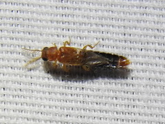 Distremocephalus texanus
