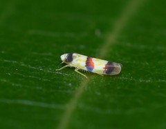 Erythroneura integra