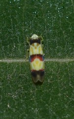 Erythroneura integra