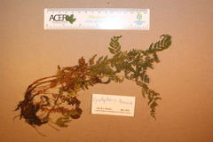 Cystopteris tenuis