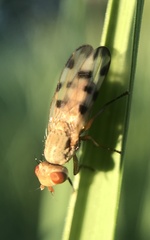 Melieria ochricornis