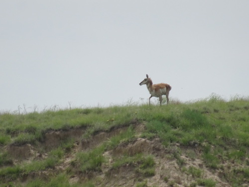 Pronghorn photographed in Kansas