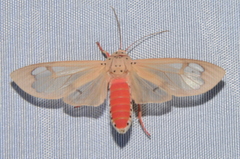 Amerila astreus