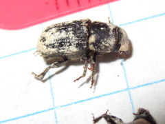 Dendroctonus terebrans