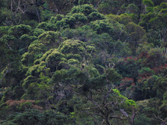 Rhyticeros undulatus