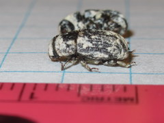 Dendroctonus terebrans