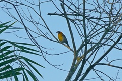 Spindalis portoricensis