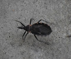 Triatoma gerstaeckeri