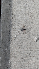 Xyeloidea