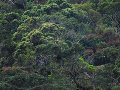 Rhyticeros undulatus