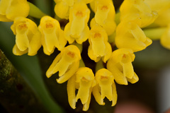 Vandoideae