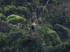 Rhyticeros undulatus