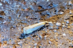 Crambus agitatellus
