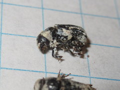 Dendroctonus terebrans
