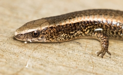 Gymnophthalmus speciosus