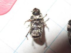 Dendroctonus terebrans