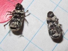 Dendroctonus terebrans