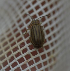 Ophraella conferta