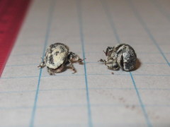 Dendroctonus terebrans