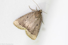 Amphipyra glabella