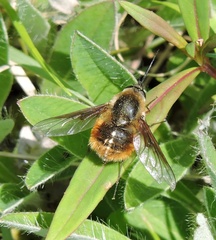 Bombylius mexicanus