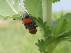 Enoclerus coccineus