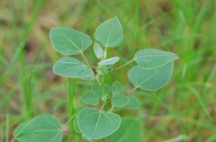 Chenopodium acuminatum