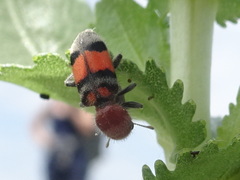 Enoclerus coccineus