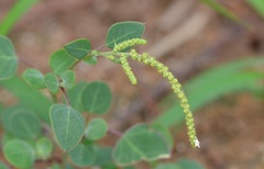 Chenopodium acuminatum