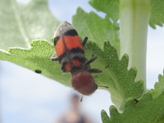 Enoclerus coccineus