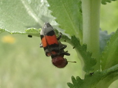 Enoclerus coccineus