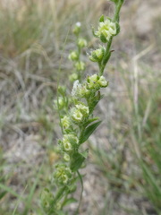 Lappula occidentalis cupulata