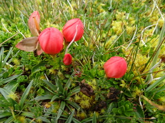 Gentianella rupicola
