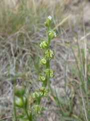 Lappula occidentalis cupulata