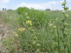 Lappula occidentalis cupulata