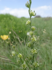 Lappula occidentalis cupulata