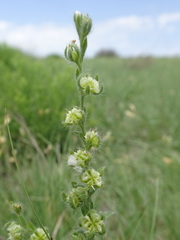 Lappula occidentalis cupulata