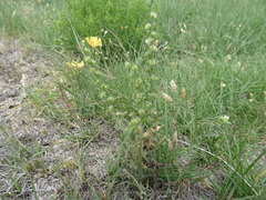 Lappula occidentalis cupulata