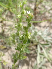 Lappula occidentalis cupulata
