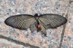 Byasa