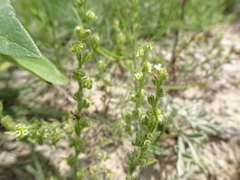 Lappula occidentalis cupulata
