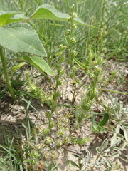 Lappula occidentalis cupulata