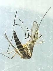 Aedes increpitus