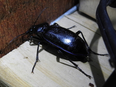 Calosoma macrum