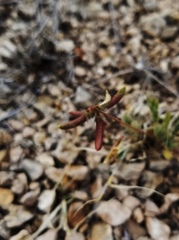 Astragalus nuttallianus austrinus