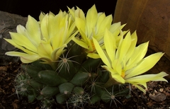 Mammillaria sphaerica