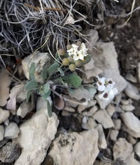 Physaria mcvaughiana