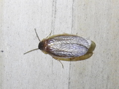 Compsodes schwarzi
