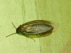 Compsodes schwarzi